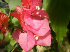ブーゲンビレアの花