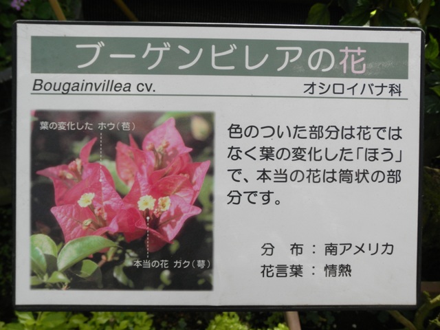 ブーゲンビレアの花