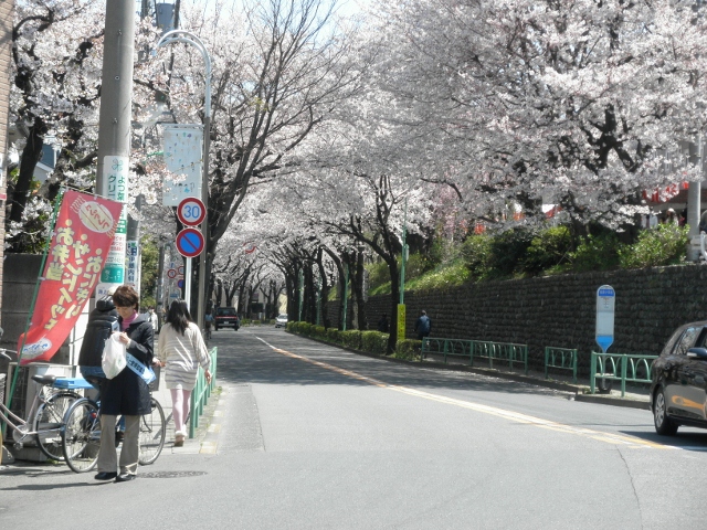 桜丘の桜まつり